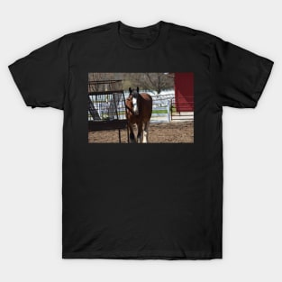 Clydesdale T-Shirt